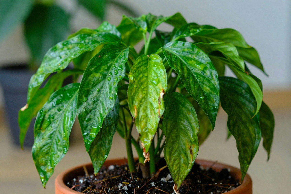 5 segnali che indicano che la tua pianta da appartamento necessita di rinvaso e cambio di terriccio