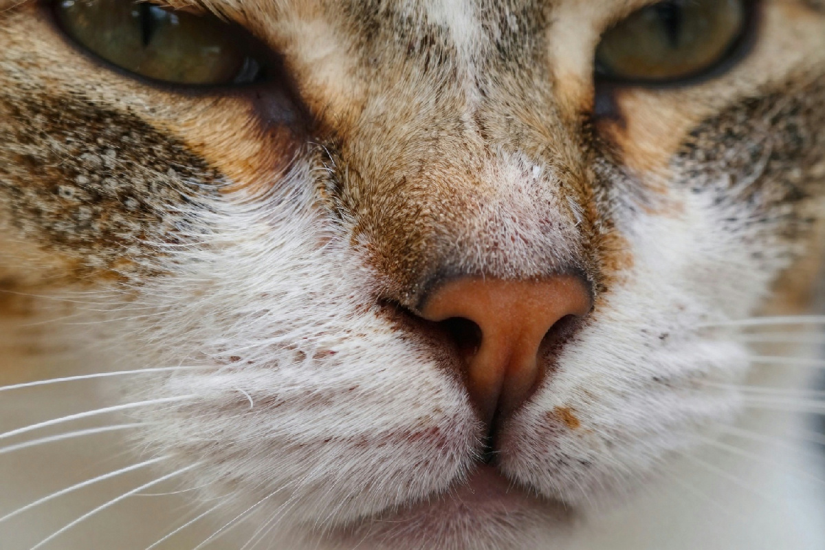 Perché cambia il colore del naso del gatto? Scopri 3 motivi importanti per i proprietari