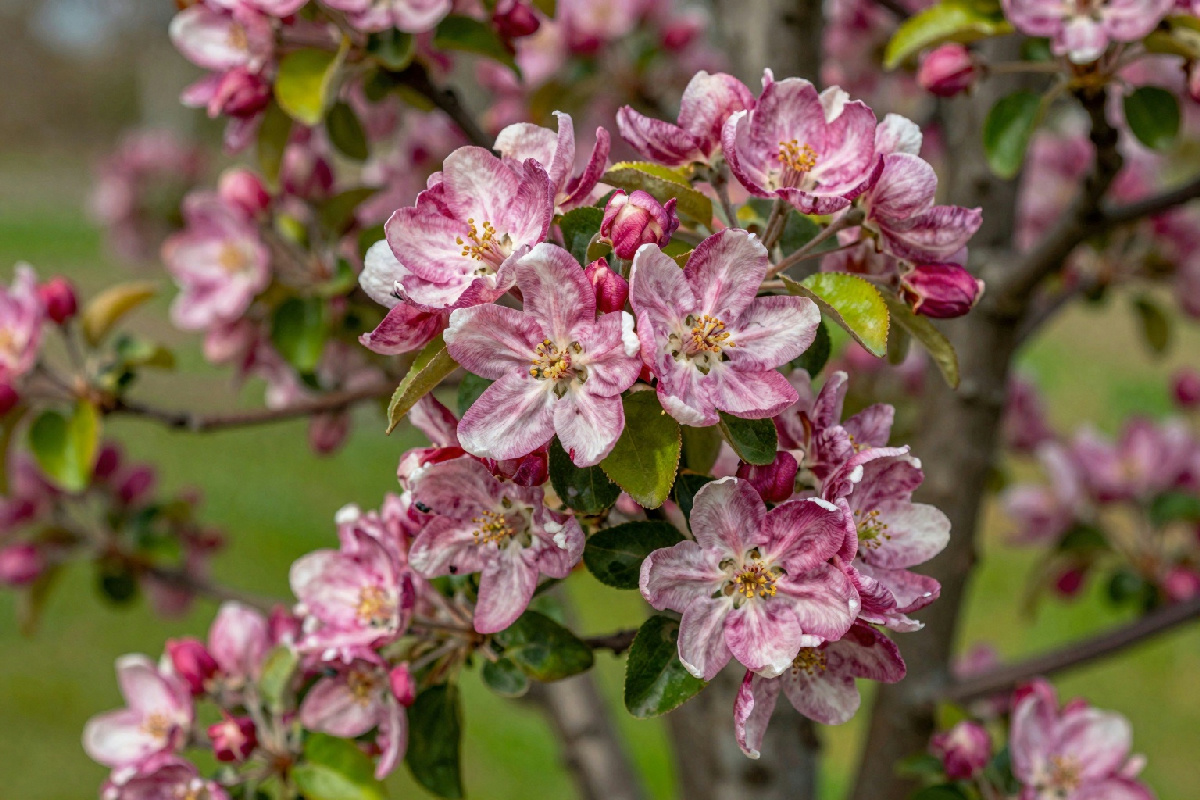 Perché i meli non producono frutti: l'errore principale che commette il giardiniere